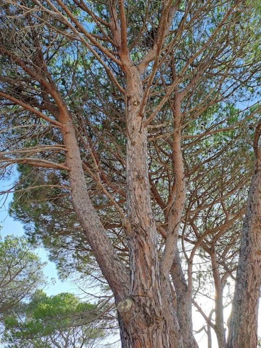 Gelsi Holiday Home La Maddalena La Maddalena  Ngoại thất bức ảnh